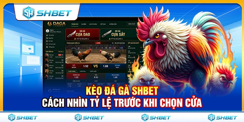 Kèo Đá Gà SHBET – Cách Nhìn Tỷ Lệ Trước Khi Chọn Cửa 1 Kèo Đá Gà SHBET – Cách Nhìn Tỷ Lệ Trước Khi Chọn Cửa