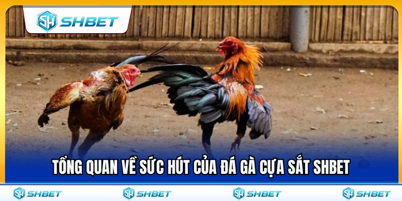 Giải mã sức hấp dẫn vượt trội từ đá gà cựa sắt SHBET 