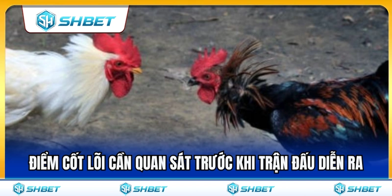 Những yếu tố quan trọng cần soi trước giờ gà đá 