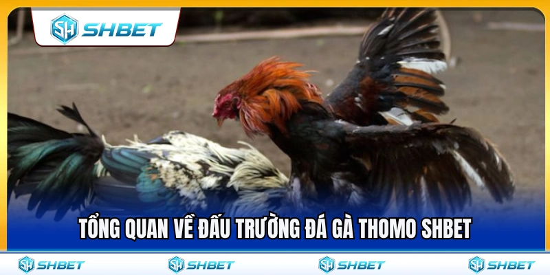 Đá Gà Thomo SHBET – Cách Xem Kèo Và Diễn Biến Trận Đấu Chuẩn Xác Nhất 2 Khái quát về sảnh đá gà Thomo SHBET