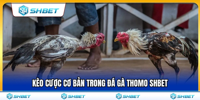 Đá Gà Thomo SHBET – Cách Xem Kèo Và Diễn Biến Trận Đấu Chuẩn Xác Nhất 3 Các loại kèo cược cơ bản khi chơi đá gà Thomo SHBET