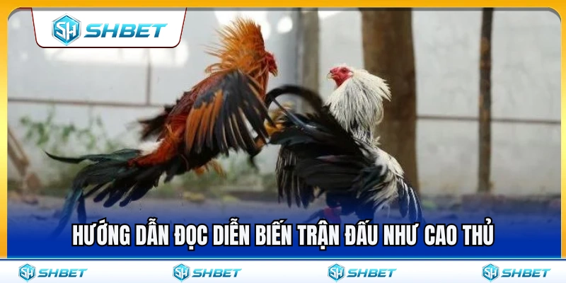 Đá Gà Thomo SHBET – Cách Xem Kèo Và Diễn Biến Trận Đấu Chuẩn Xác Nhất 4 Bí quyết theo dõi diễn biến trận đá gà chuẩn như cao thủ
