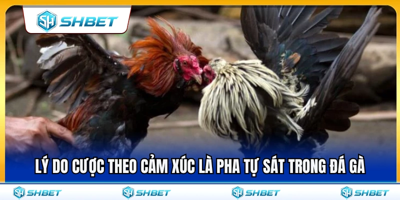 Vì sao cược theo cảm xúc là quyết định tự sát khi chơi đá gà 