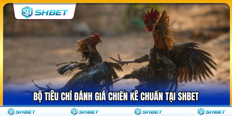 Bộ quy chuẩn soi chiến kê cực chuẩn ở SHBET 